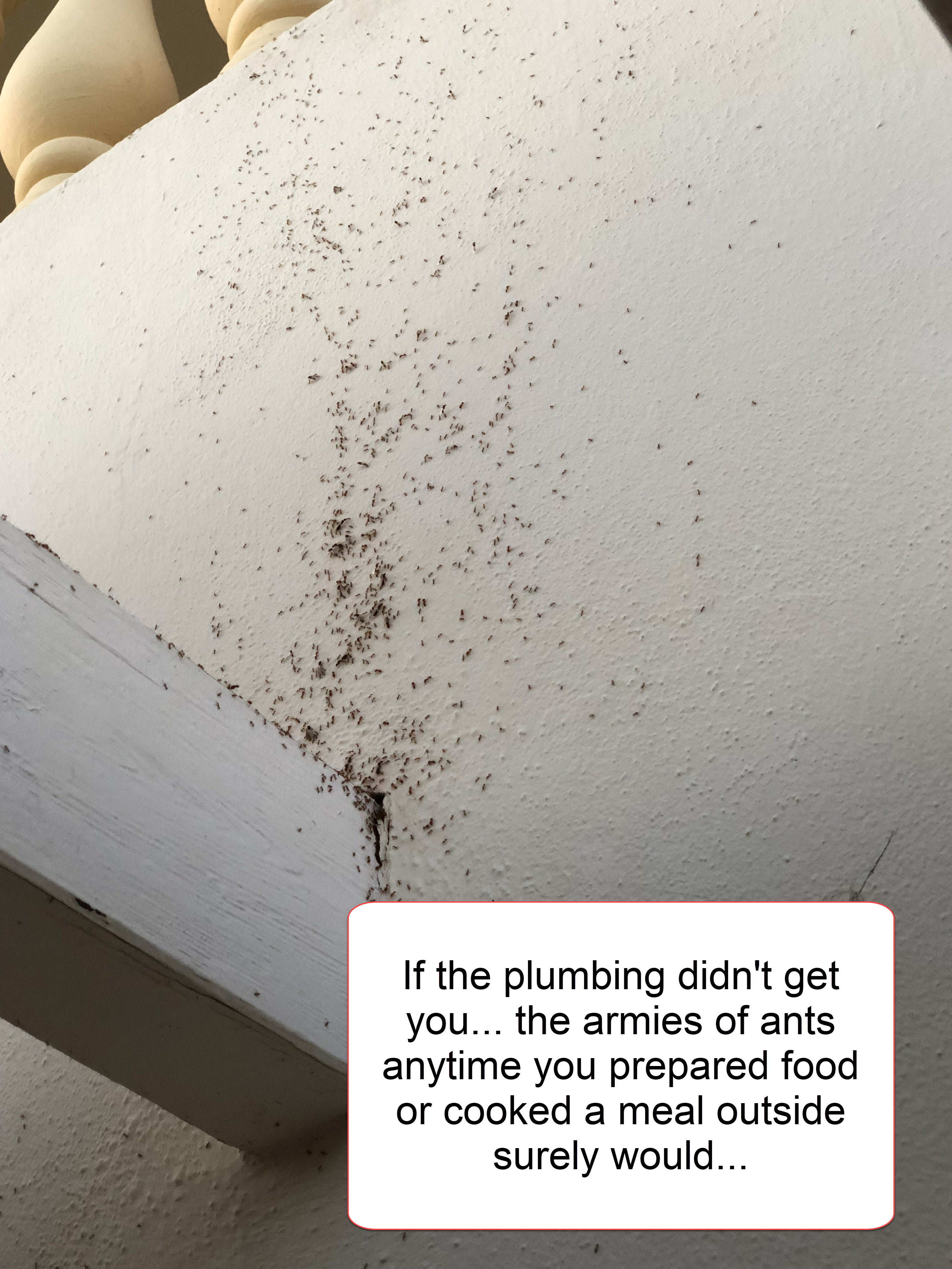 Free Ants With Every Meal